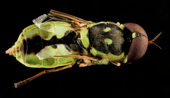Soldier Fly, U, Back, SD, Pennington County_2013-08-08-14.42.54 ZS PMax - Kostenloses image #281935