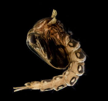 Fresh Mosquito Pupae lighter_2013-09-15-17.20.03 ZS PMax - Kostenloses image #282005