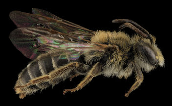Andrena cragini, M, Side, SD, Pennington County_2013-09-05-15.20.41 ZS PMax - image #282025 gratis