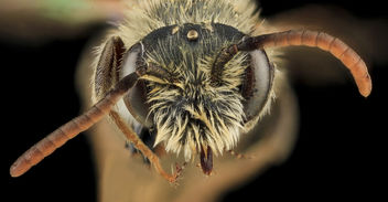Andrena nigrae, M, Face, MD, PG County_2013-08-20-16.37.09 ZS PMax - image #282065 gratis