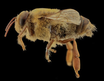 Apis mellifera, Drone, side, MD, Talbot County_2013-09-30-18.32.00 ZS PMax - image gratuit #282085 