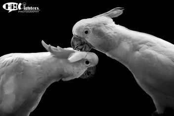 Parrot Twins - Together Forever - image gratuit #282095 