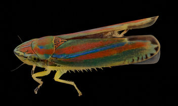 Graphocephala versuta, side, Upper Marlboro_2013-10-08-23.43.11 ZS PMax - Kostenloses image #282115