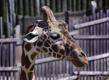Giraffe Portait in Profile - image #282205 gratis