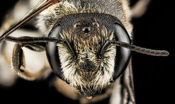 Megachile rotundata, F, Face, MD, Cecil County_2013-07-08-18.34.45 ZS PMax - бесплатный image #282225