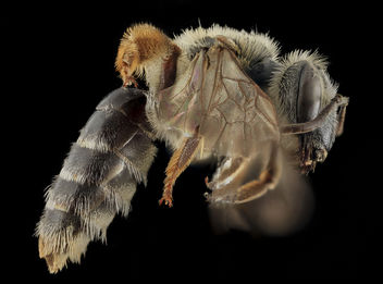 Andrena cragini, F, Side, Pennington Co, SD_2013-12-11-11.26.06 ZS PMax - бесплатный image #282315