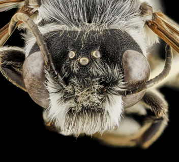 Megachile frugalis, M, Face, Pg County, MD_2014-01-30-11.10.08 ZS PMax - бесплатный image #282485