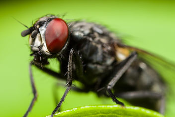 Fly - Kostenloses image #282825