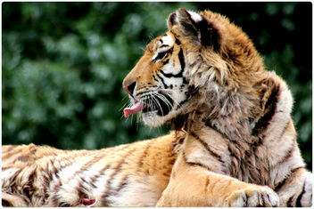 Tigers - South Lakes Animal Park (11) - image gratuit #282875 
