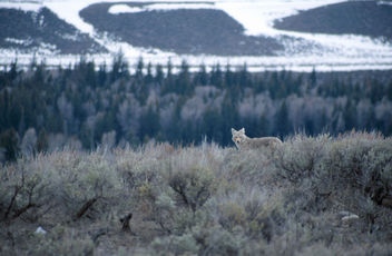 Coyote - image gratuit #282885 