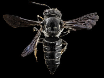 Coelioxys dolichos, f, back, md, kent county_2014-07-21-11.18.01 ZS PMax - Free image #283005