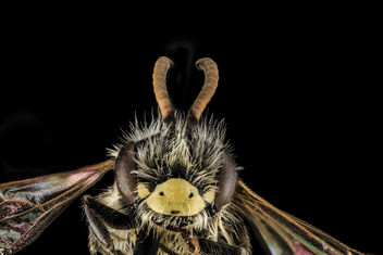 Andrena nida, M, Face, Maryland, Calvert County_2013-05-21-17.38.22 ZS PMax - Free image #283025