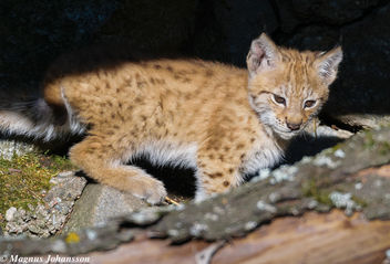 So cute Eurasian Lynx in Swedish - image gratuit #283125 