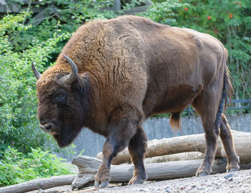bison-1924 - Kostenloses image #283215