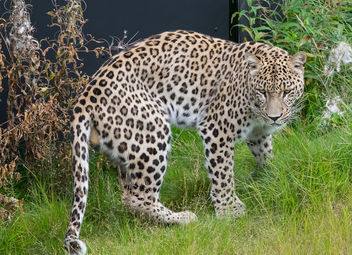 Leopard (persian) - Kostenloses image #283245