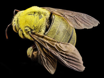 xylocopa india yellow, m, india, side_2014-08-10-11.25.57 ZS PMax - image gratuit #283275 