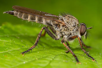 Robber Fly - Kostenloses image #283405