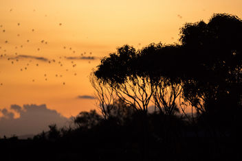 Forster Sunset - image gratuit #283495 