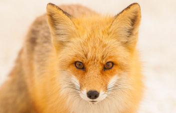 Foxes of Island Beach State Park New Jersey - бесплатный image #283505