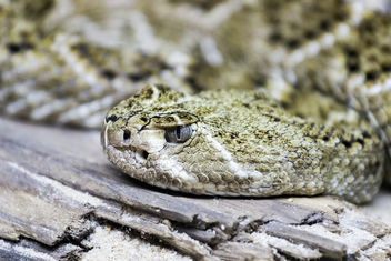 Western Diamond-back Rattlesnake at Singapore Zoo - бесплатный image #283855