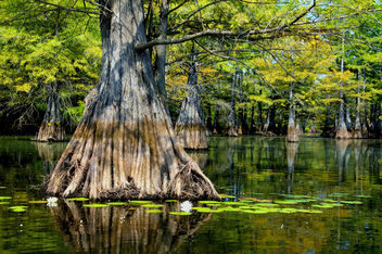 Cypress Tree and Water Lillies - image gratuit #285235 