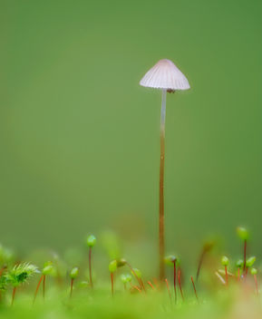mushroom - image gratuit #285415 