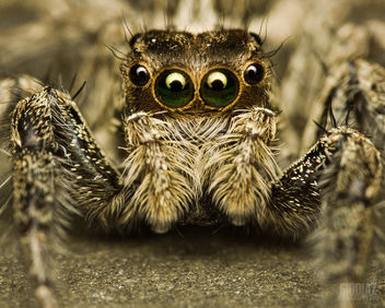 Come Closer, Jumping Spider [Salticidae] - Free image #285515