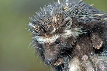 Southern African Hedgehog: Atelerix frontalis - image gratuit #285975 
