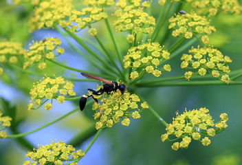 curious wasp in parsnip - бесплатный image #286535