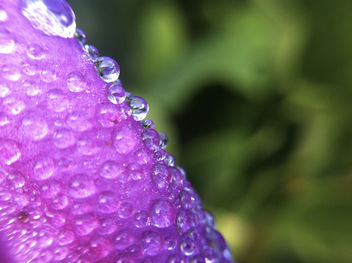 Drops On Bright Purple Flower - image gratuit #286805 