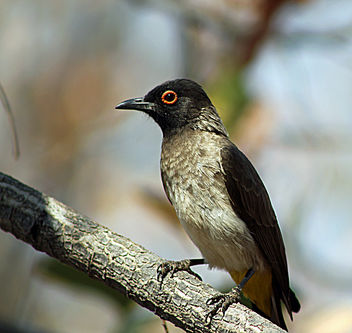 African Red-eyed Bulbul: Pycnonotus nigricans - image gratuit #286845 