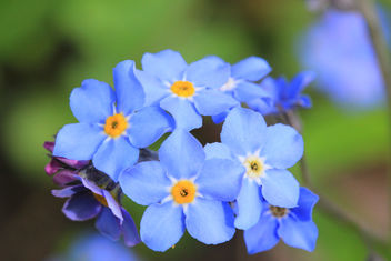 Forget-me-not with a bit orange on Kingsday. - image gratuit #288165 
