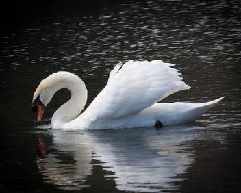 the swan - Kostenloses image #288195
