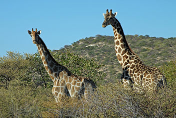 Namibian giraffe: Giraffa camelopardalis angolensis. - бесплатный image #289045