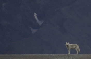 Gray Wolf (Canis lupus) - бесплатный image #289155