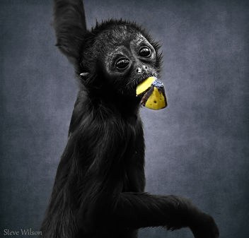 Cute baby Spider Monkey (EXPLORE) - Free image #289265