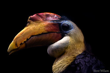 Wrinkled Hornbill (EXPLORE) - Free image #289355
