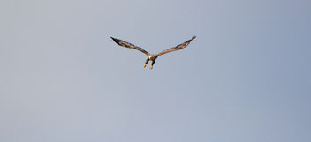 White tailed eagle - Kostenloses image #289395