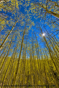 Aspens and sun star - Kostenloses image #289545