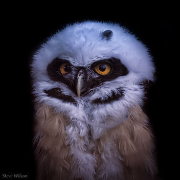 Young Spectacled Owl - Kostenloses image #289635