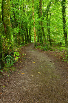 Killarney Park Forest Trail - HDR - image gratuit #289685 