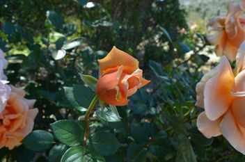 Flowers & Roses - image #289805 gratis