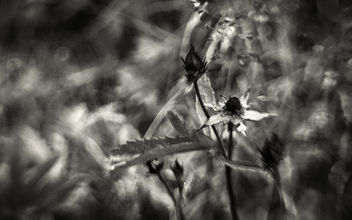 Hidden in the Underbrush - Marsh Cinquefoil (Potentilla palustris) - image gratuit #290145 