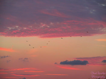 End of the day for the birds - image #291885 gratis