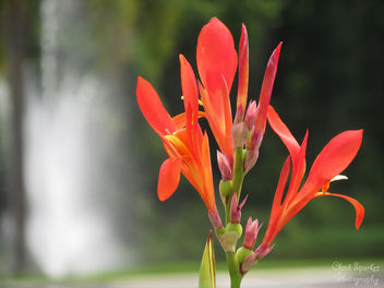 Fountain Flower - Kostenloses image #292355