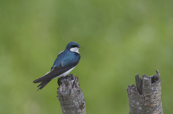 Tree swallow (Tachycineta bicolor) - image gratuit #292665 