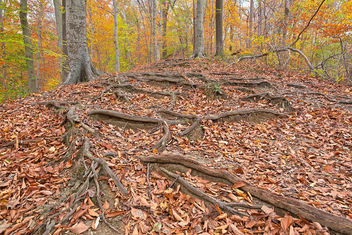 Autumn Avalon Trail - HDR - Free image #294815
