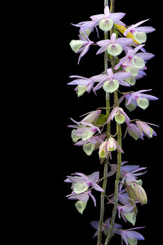 Orchids Inflorescence - image #294935 gratis