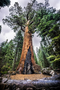 Grizzly Giant, Mariposa Grove, Yosemite national park, United States - бесплатный image #295145