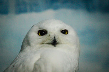 Snowy Owl @ Jurong Bird Park - image gratuit #295445 